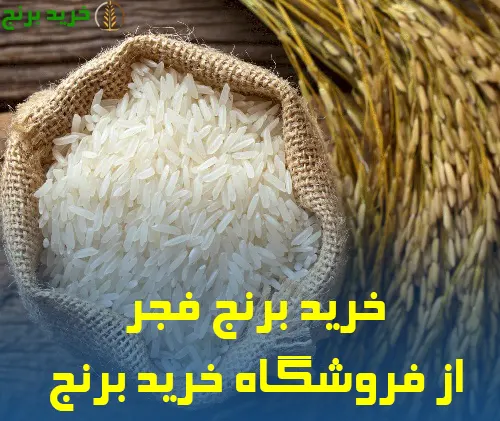 خرید برنج فجر از فروشگاه خرید برنج