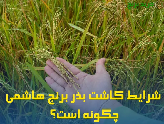 شرایط کاشت بذر برنج هاشمی چگونه است؟
